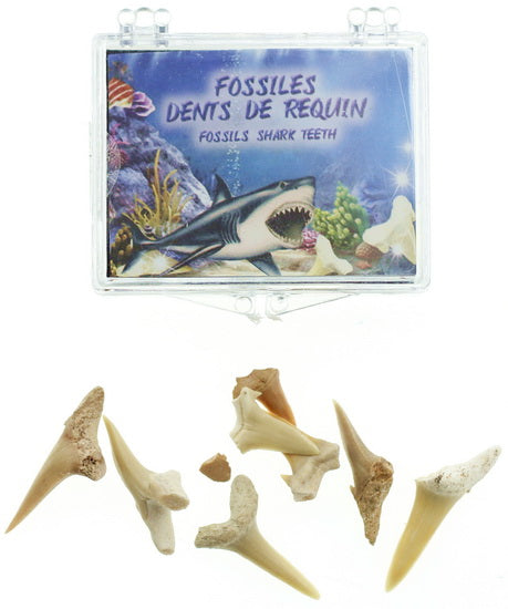Fossiles dents de requin