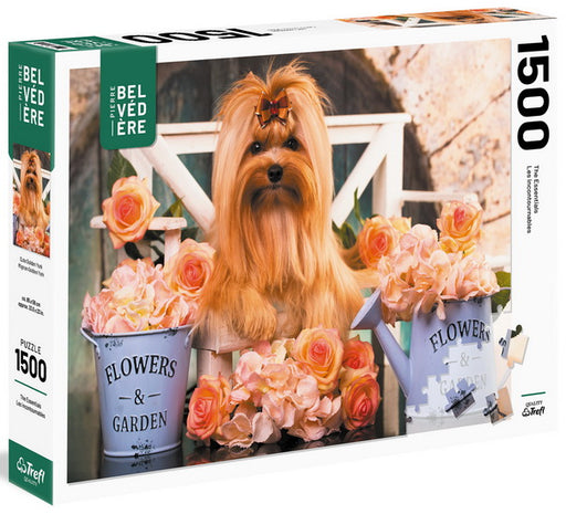 Cute Golden York 1500 mcx