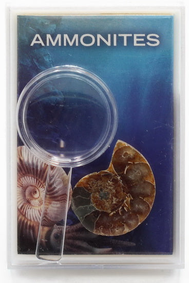 Fossiles ammonites