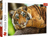 Le portrait du tigre 500 mcx