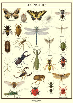 Affiche insectes